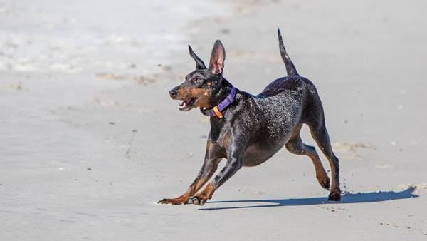 Primary image of Manchester Terrier