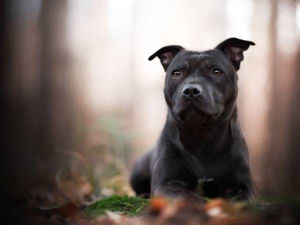 Primary image of Staffordshire Bull Terrier