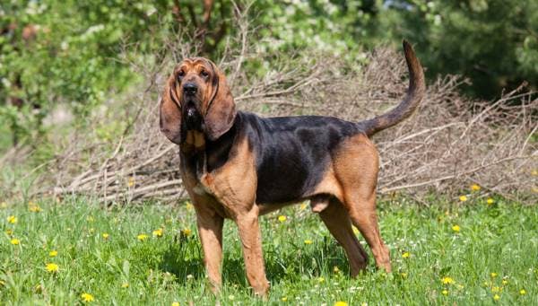 Primary image of Bloodhound