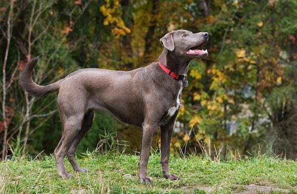 Primary image of Blue Lacy