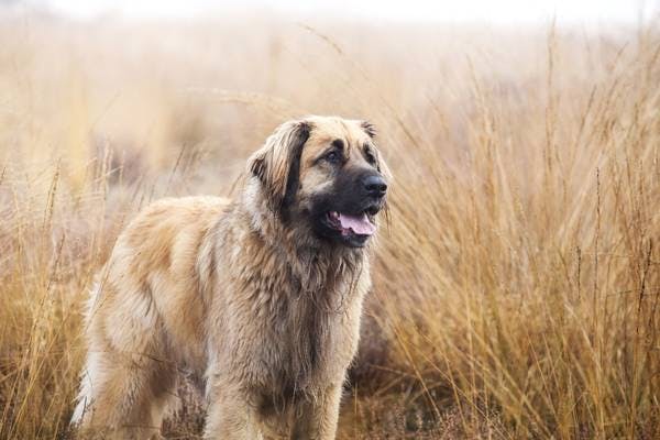 Primary image of Leonberger