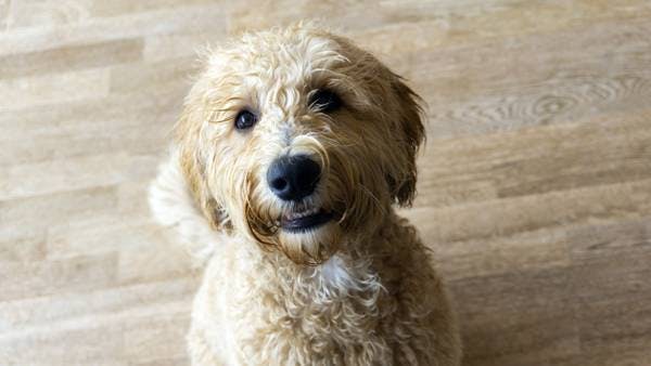 Primary image of Labradoodle