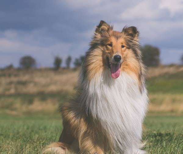 Primary image of Collie