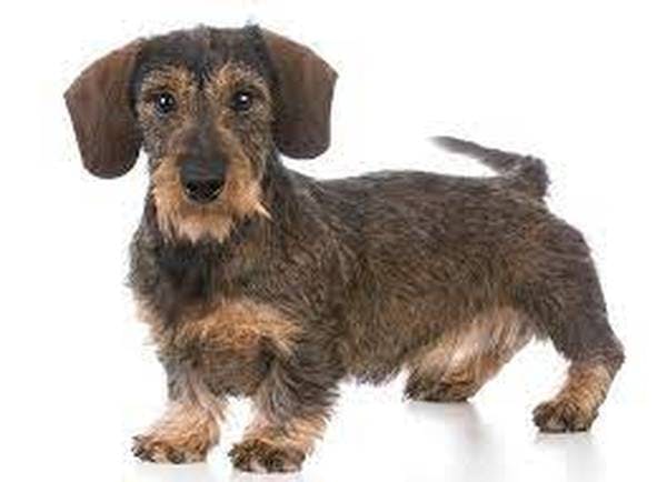 Image for the Wirehaired variation for dog breed