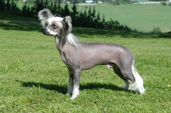 Primary image of Chinese Crested