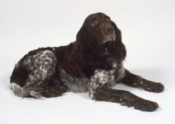 Image for the Liver Roan variation for dog breed