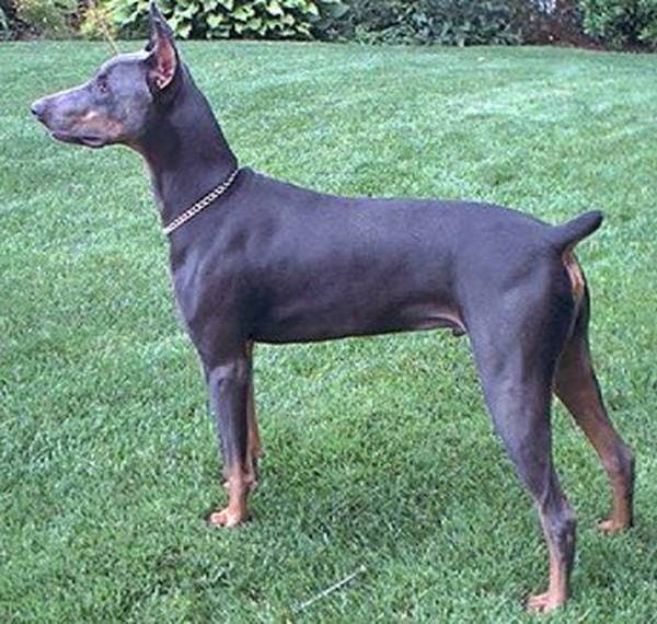 Image for the American  variation for dog breed