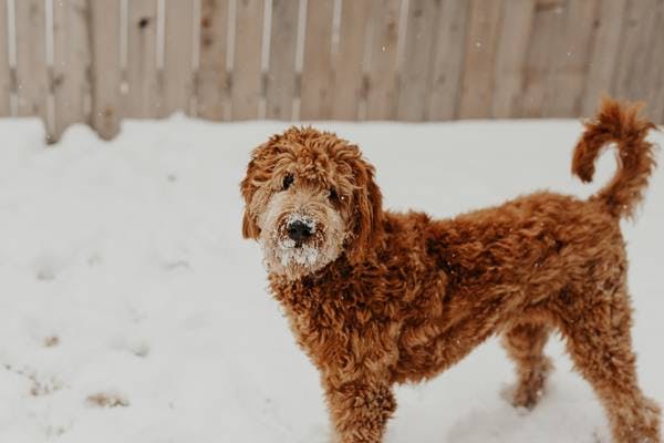 Primary image of Goldendoodle