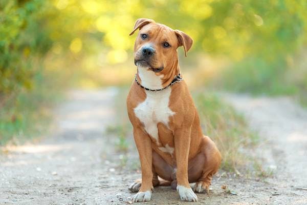 Primary image of American Staffordshire Terrier