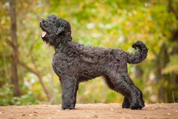 Primary image of Black Russian Terrier