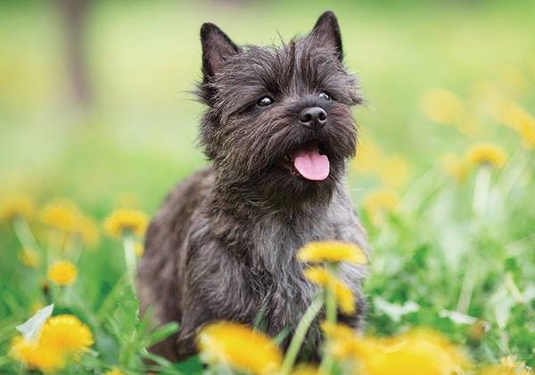 Primary image of Cairn Terrier