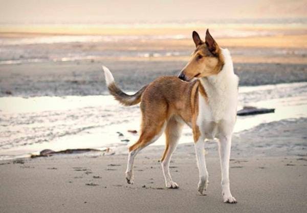 Image for the Smooth variation for dog breed