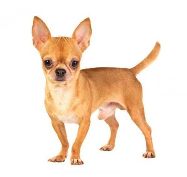 Primary image of Chihuahua