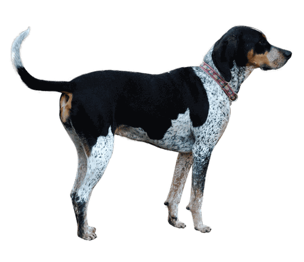 Image for the Bluetick variation for dog breed
