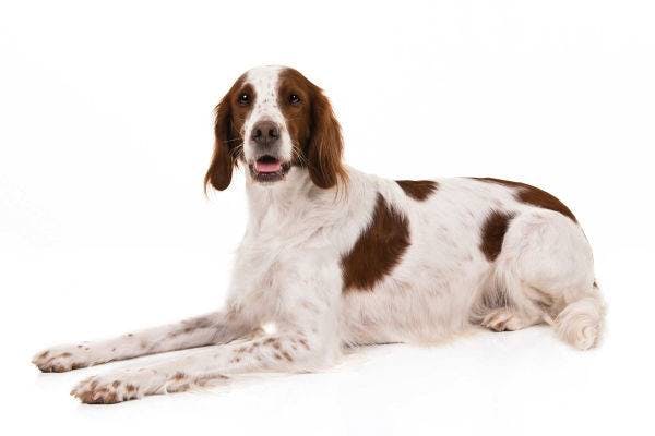 Primary image of Irish Red and White Setter