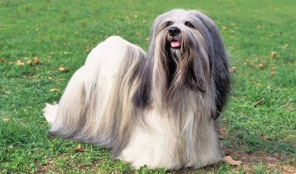 Primary image of Lhasa Apso