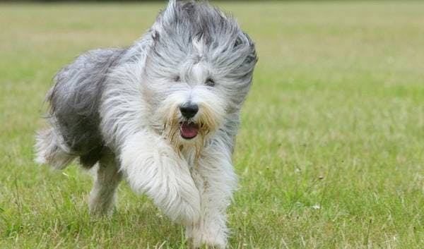 Primary image of Bearded Collie