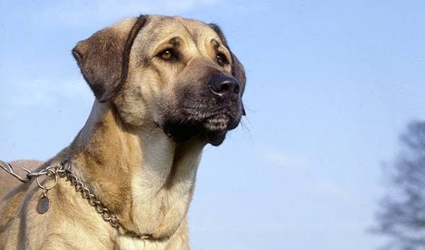 Primary image of Anatolian Shepherd Dog