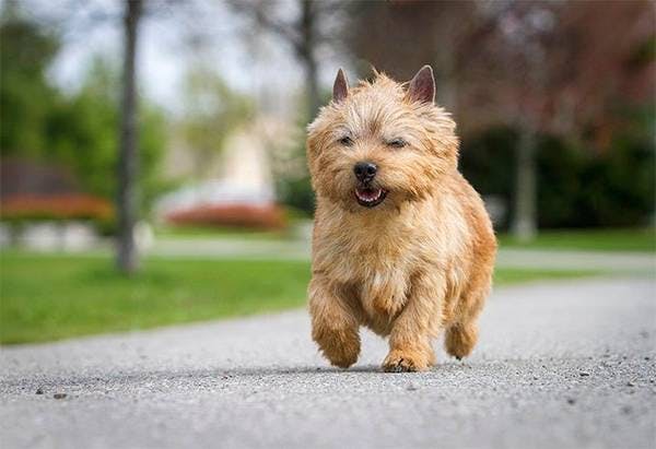 Primary image of Norwich Terrier
