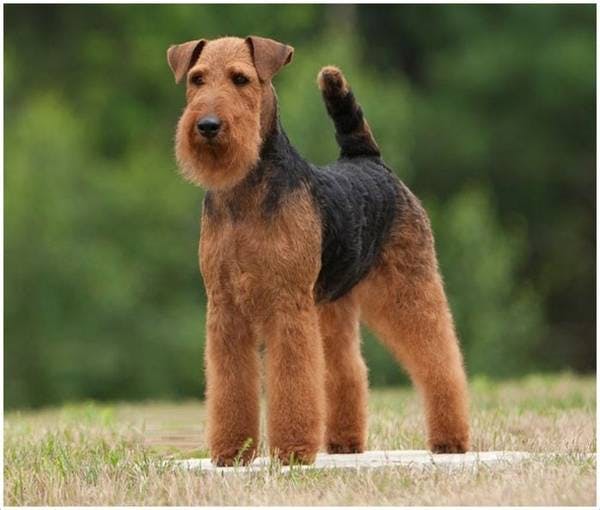 Primary image of Welsh Terrier