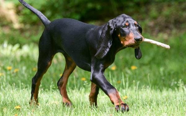 Primary image of Black And Tan Coonhound