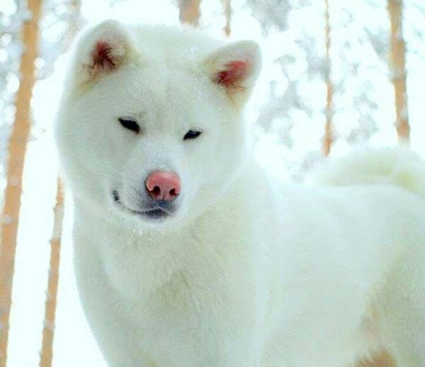 Image for the White variation for dog breed