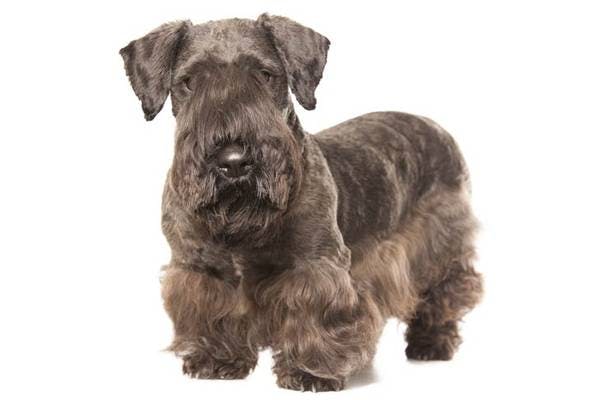 Primary image of Cesky Terrier