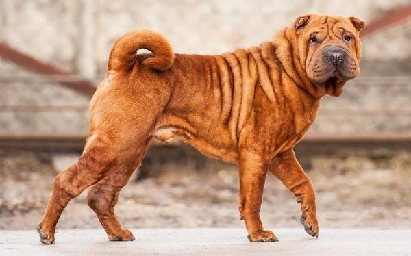 Primary image of Chinese Shar-Pei