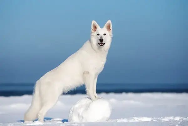 Image for the White variation for dog breed