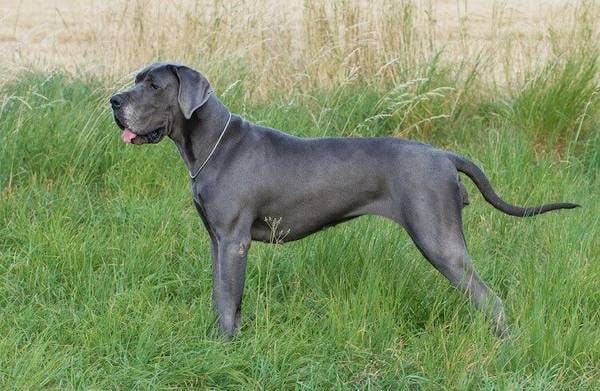 Image for the Blue variation for dog breed