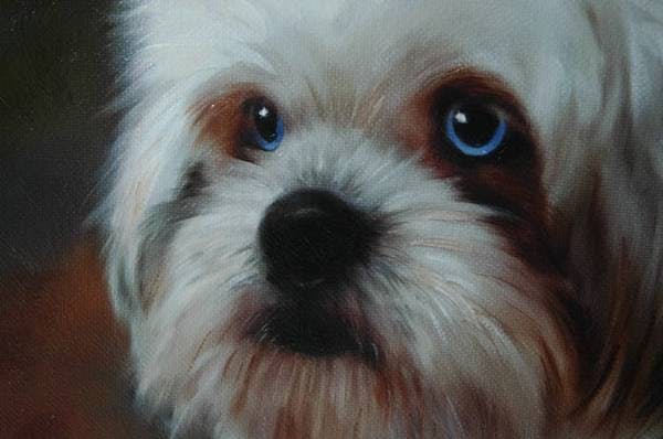 Image for the Blue-eyed variation for dog breed
