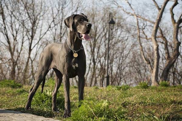 Primary image of Great Dane
