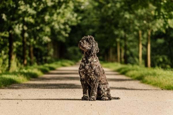 Primary image of Portuguese Water Dog