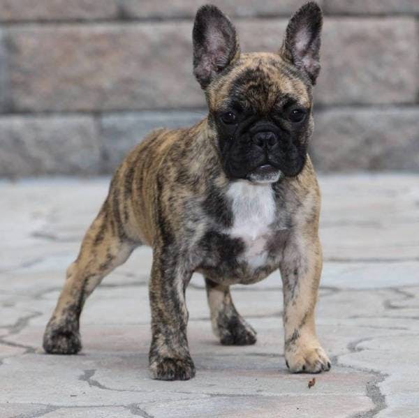 Image for the Brindle variation for dog breed