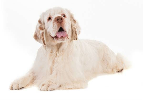 Primary image of Clumber Spaniel