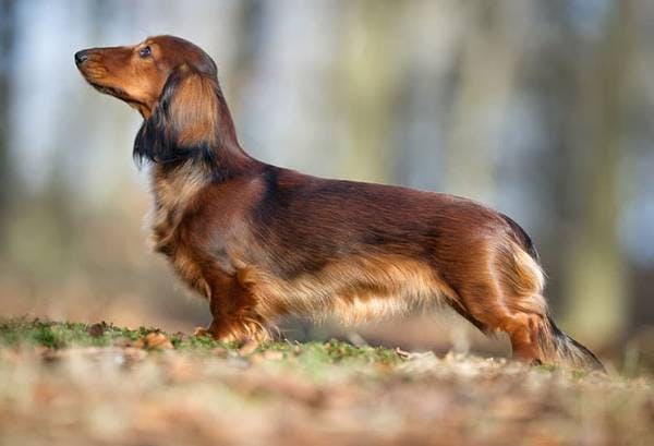 Image for the Sable variation for dog breed