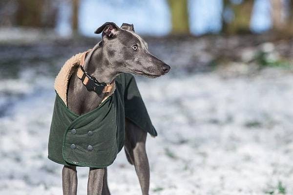 Primary image of Whippet