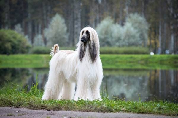 Primary image of Afghan Hound