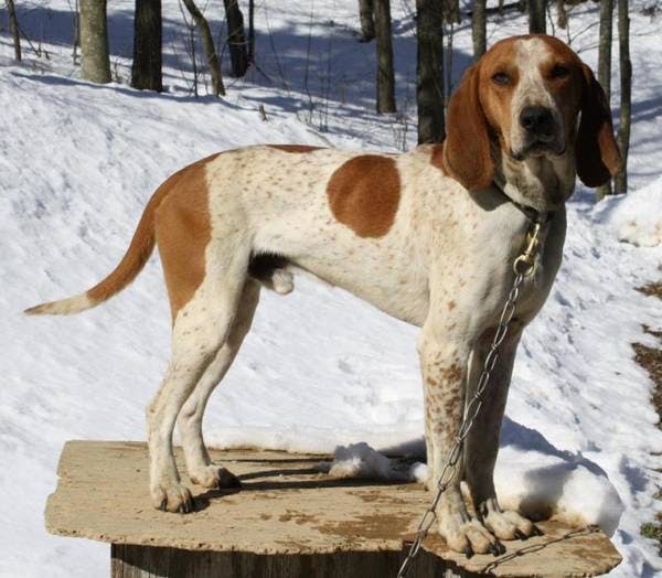Image for the Redtick variation for dog breed