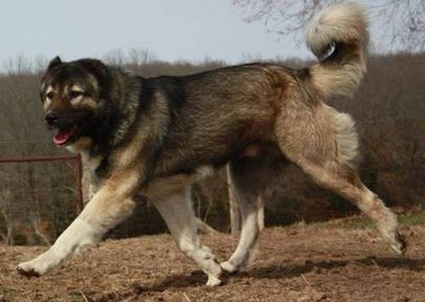 Primary image of Armenian Gampr Dog