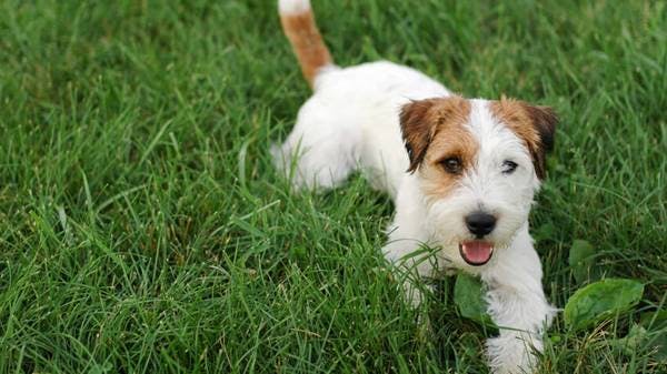 Primary image of Jack Russell Terrier