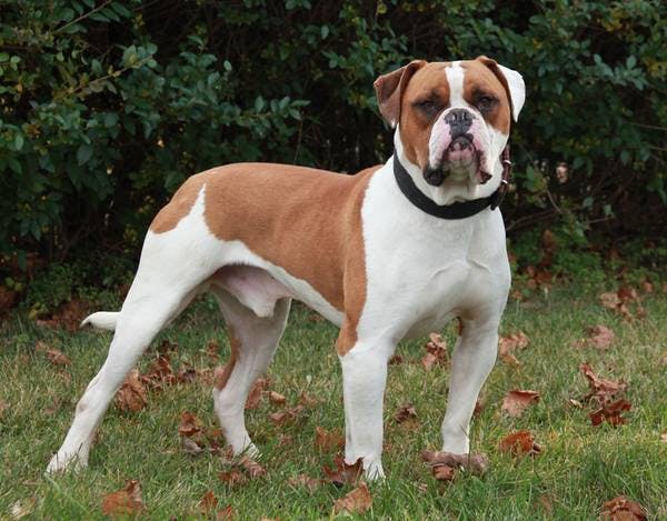 Image for the Brown and White variation for dog breed