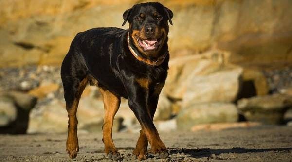 Primary image of Rottweiler