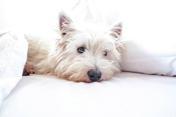 Primary image of West Highland White Terrier