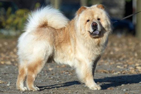 Primary image of Chow Chow
