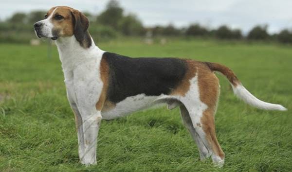 Primary image of Black And Tan Virginia Foxhound