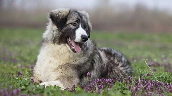 Primary image of Carpathian Shepherd Dog
