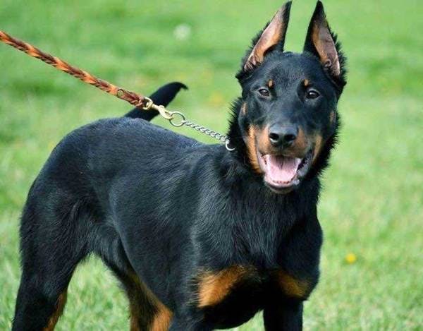 Primary image of Beauceron