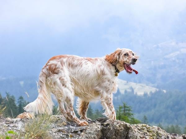 Primary image of English Setter