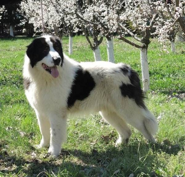 Primary image of Bucovina Shepherd Dog